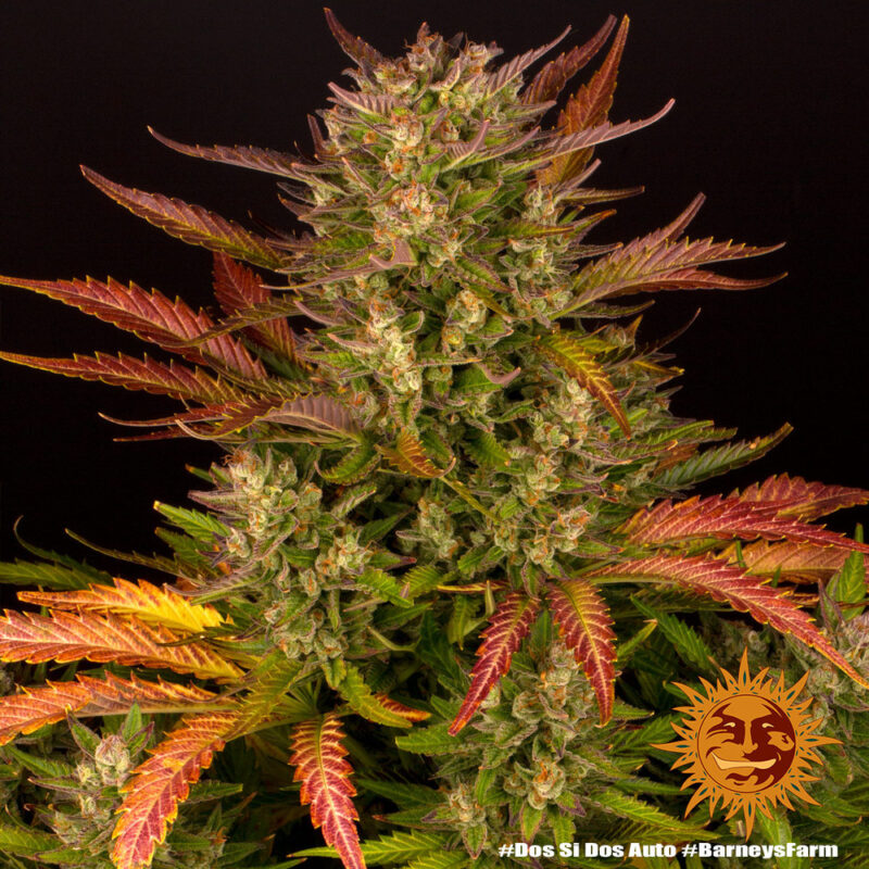 Barneys Farm Dos Si Dos Auto 7