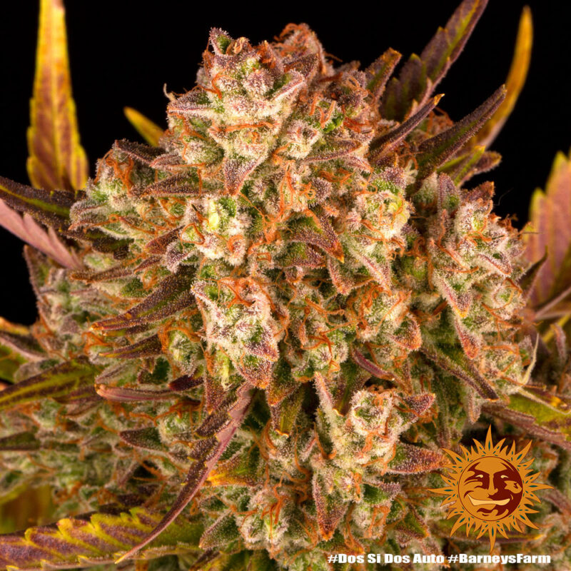 Barneys Farm Dos Si Dos Auto 8