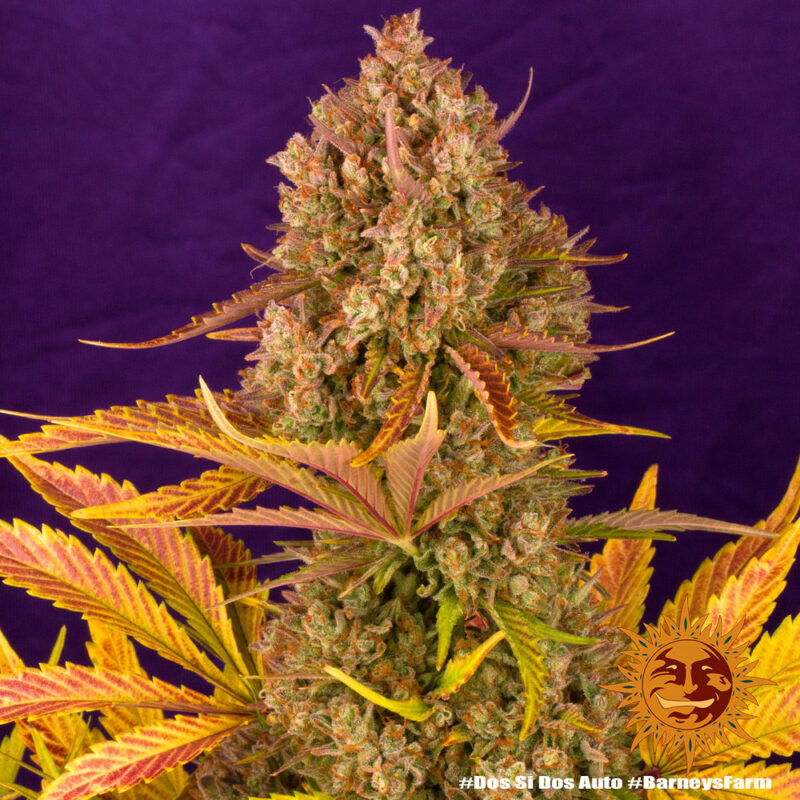 Barneys Farm Dos Si Dos Auto 9