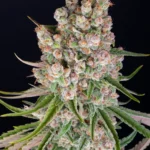 Barneys Farm GMO Auto