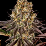 Barneys Farm Gelato #45