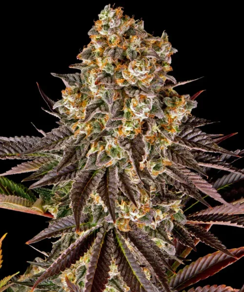 Barneys Farm Gelato 45