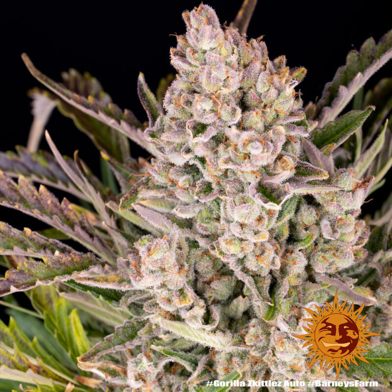 Barneys Farm Gorilla Zkittlez Auto 10
