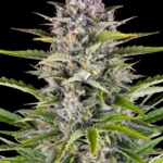 Barneys Farm Gorilla Zkittlez Auto