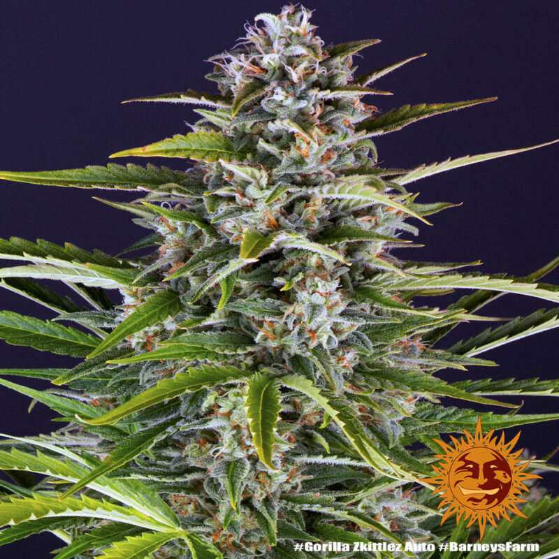 Barneys Farm Gorilla Zkittlez Auto 2