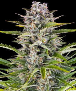 Barneys Farm Gorilla Zkittlez Auto