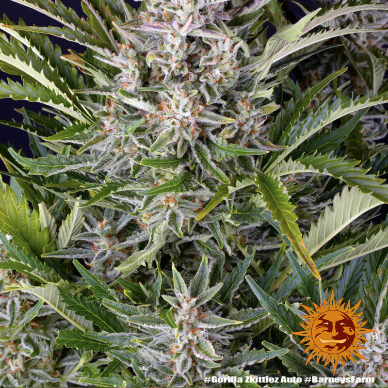 Barneys Farm Gorilla Zkittlez Auto 3