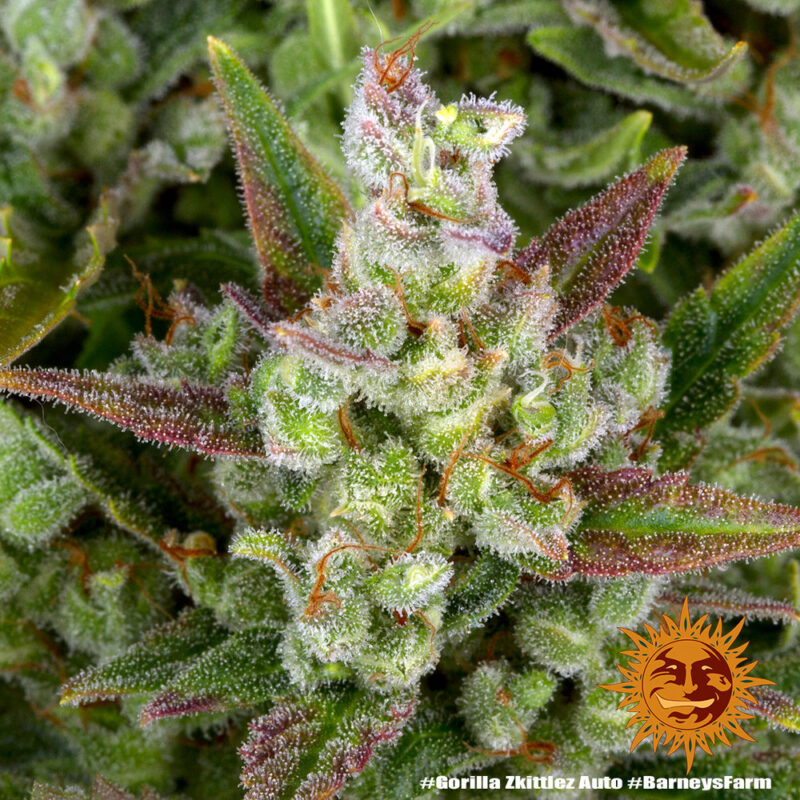 Barneys Farm Gorilla Zkittlez Auto 4
