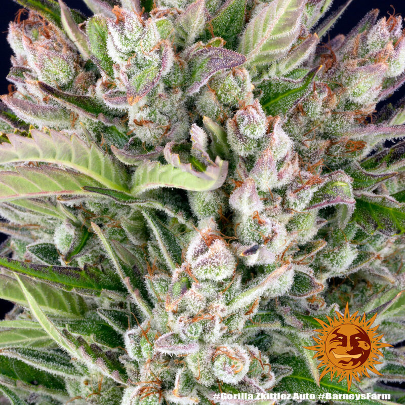 Barneys Farm Gorilla Zkittlez Auto 5