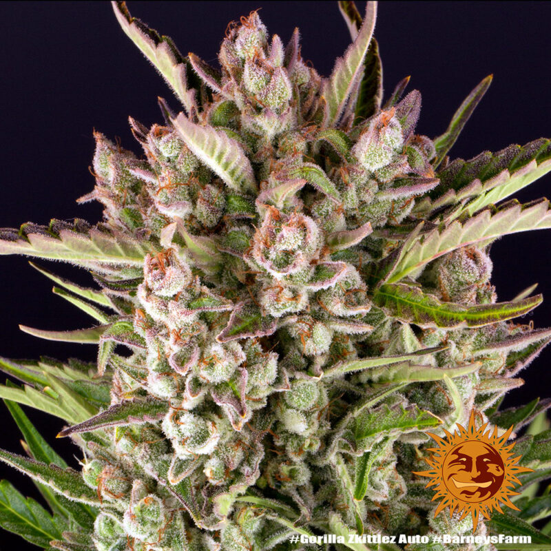 Barneys Farm Gorilla Zkittlez Auto 6