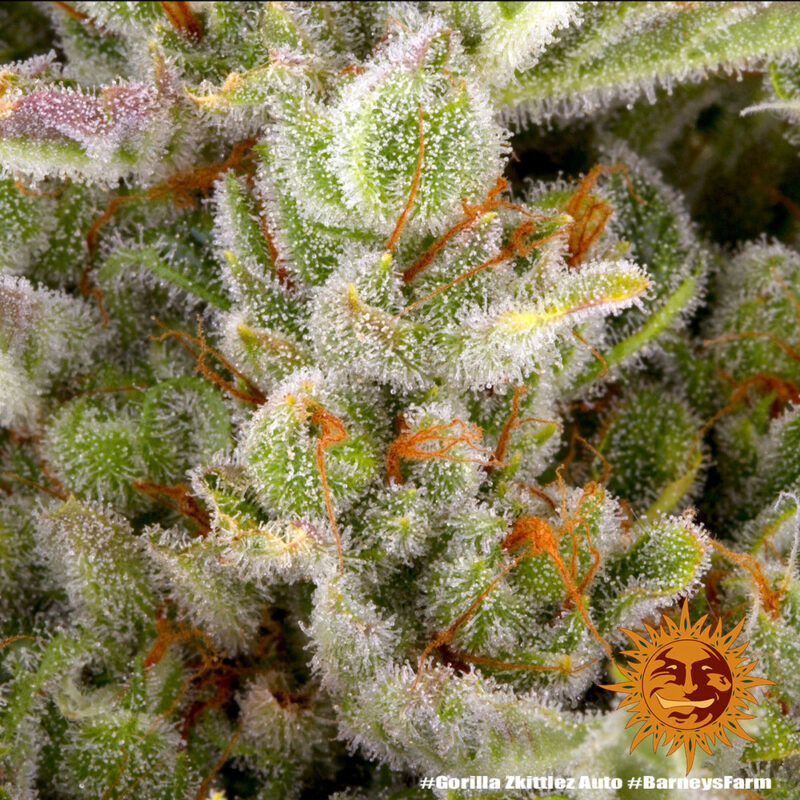 Barneys Farm Gorilla Zkittlez Auto 7