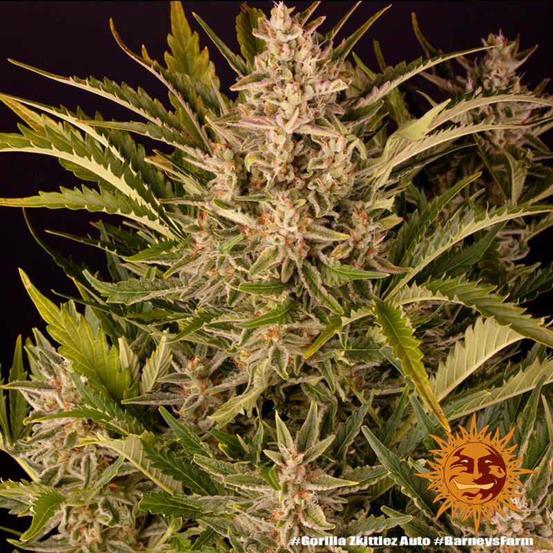 Barneys Farm Gorilla Zkittlez Auto 8