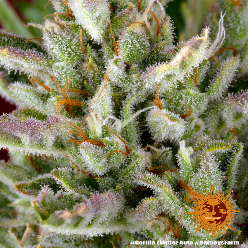 Barneys Farm Gorilla Zkittlez Auto 9