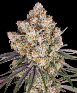Barneys Farm Ice Cream Cake