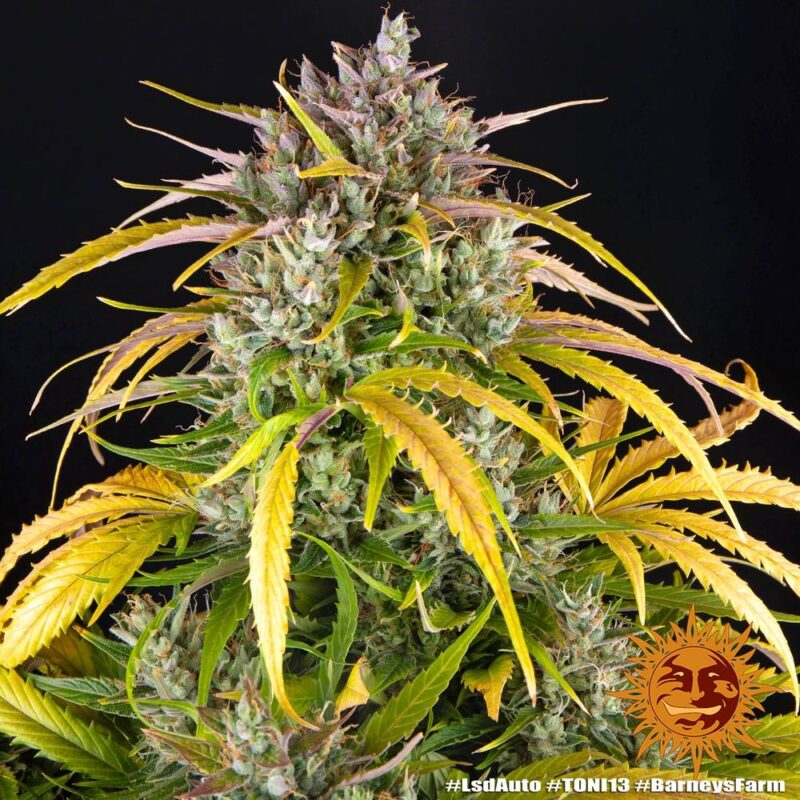 Barneys Farm LSD Auto 10