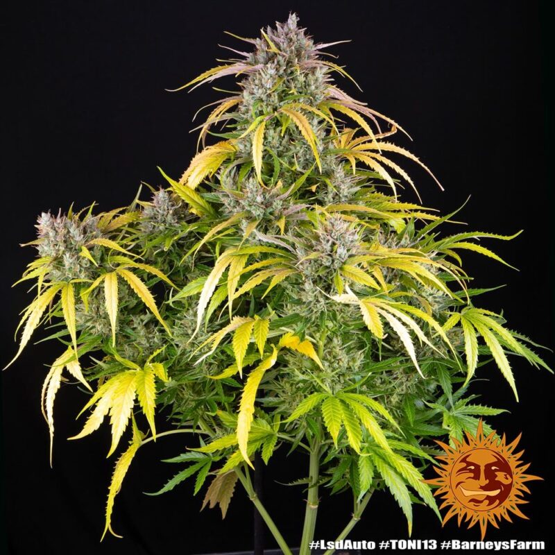Barneys Farm LSD Auto 2