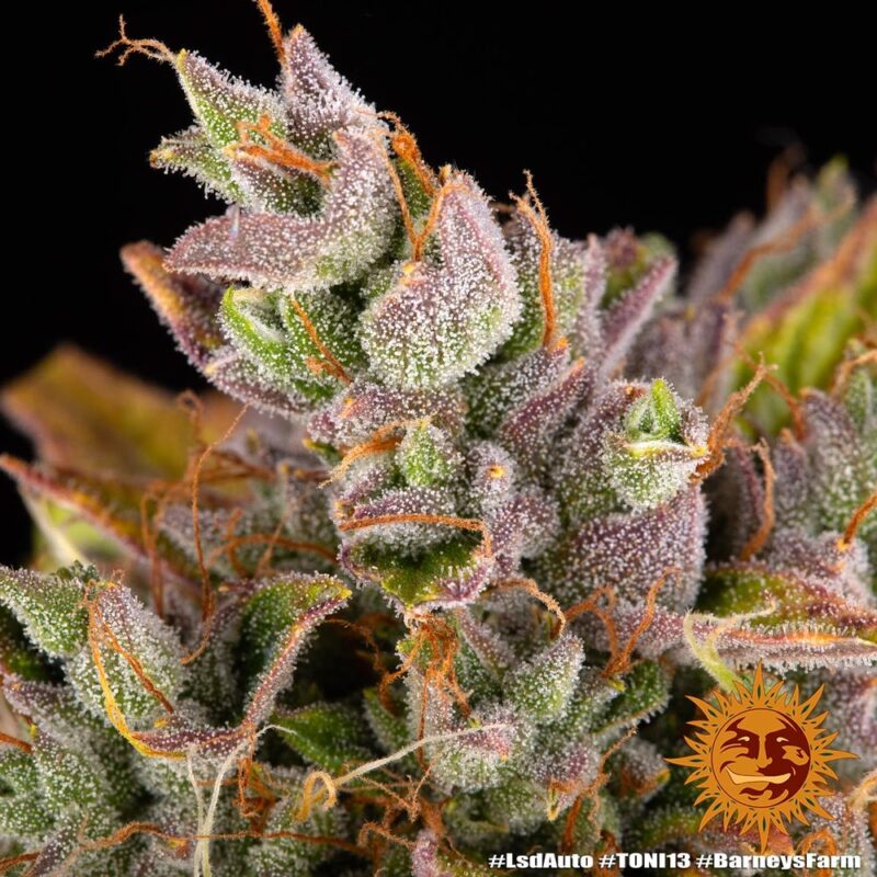 Barneys Farm LSD Auto 3