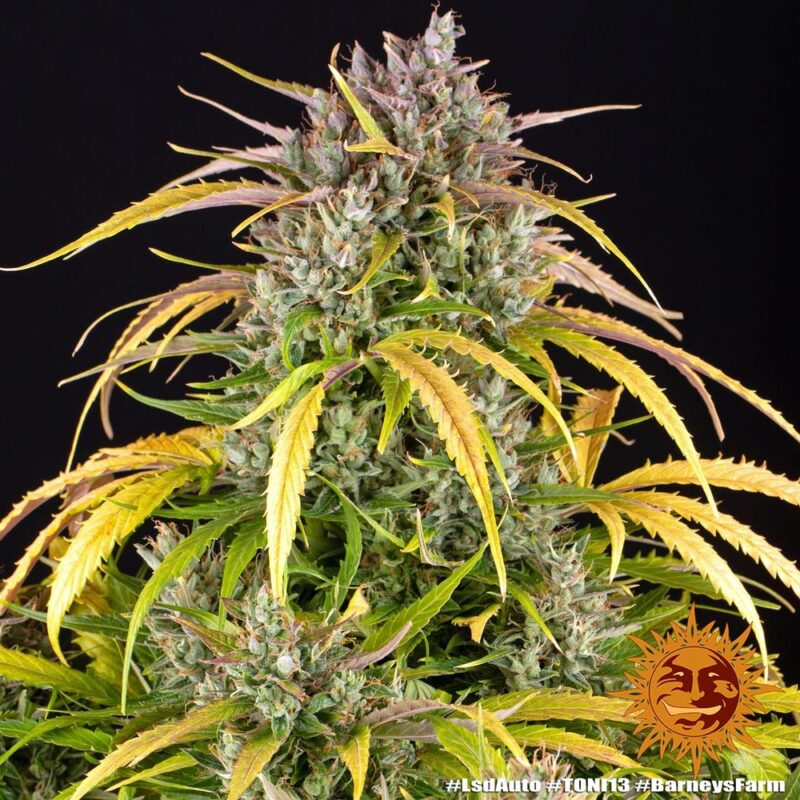 Barneys Farm LSD Auto 4