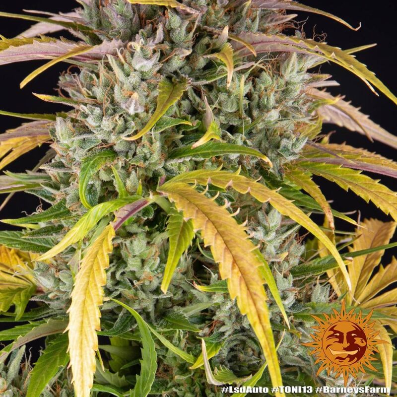 Barneys Farm LSD Auto 5