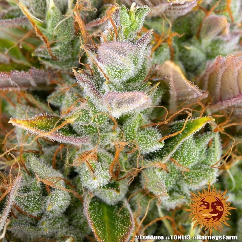 Barneys Farm LSD Auto 6