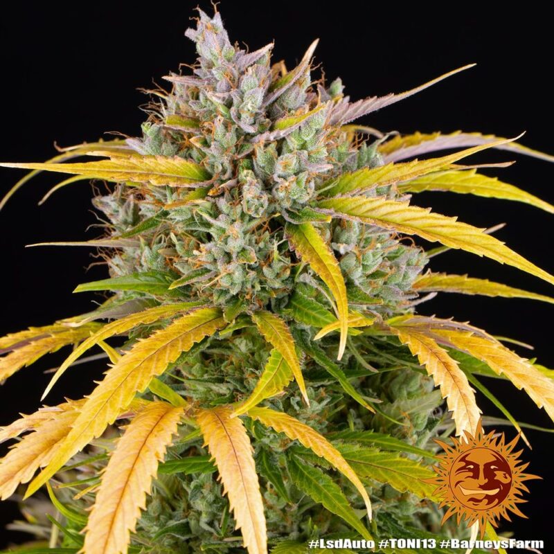 Barneys Farm LSD Auto 7