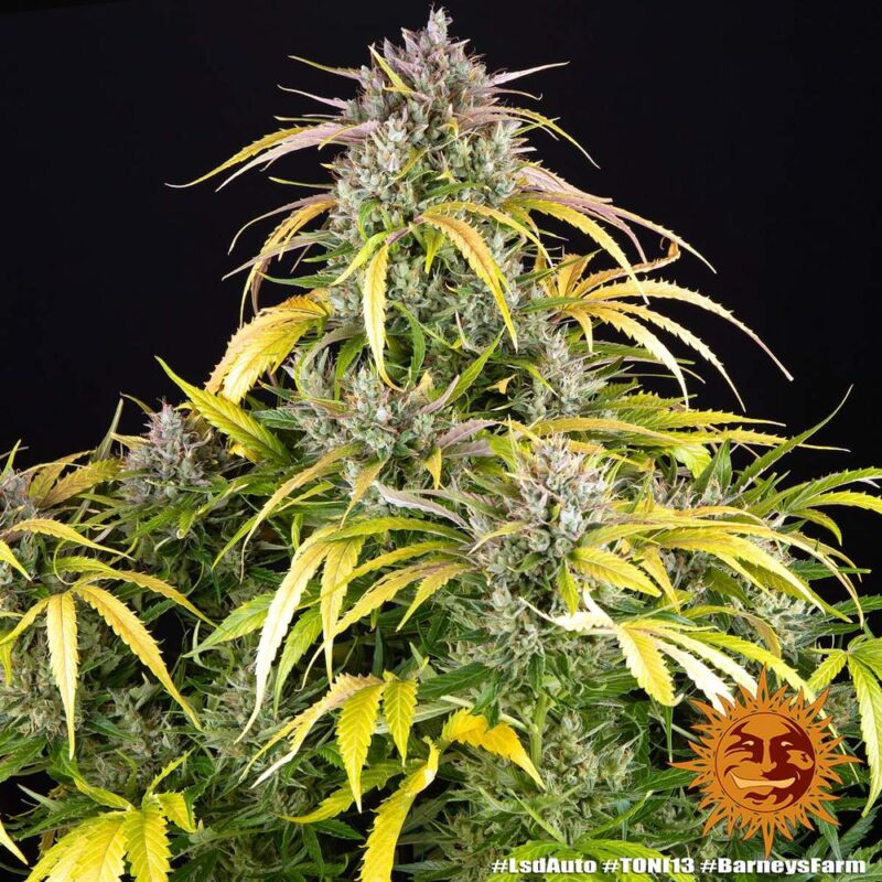 Barneys Farm LSD Auto 8