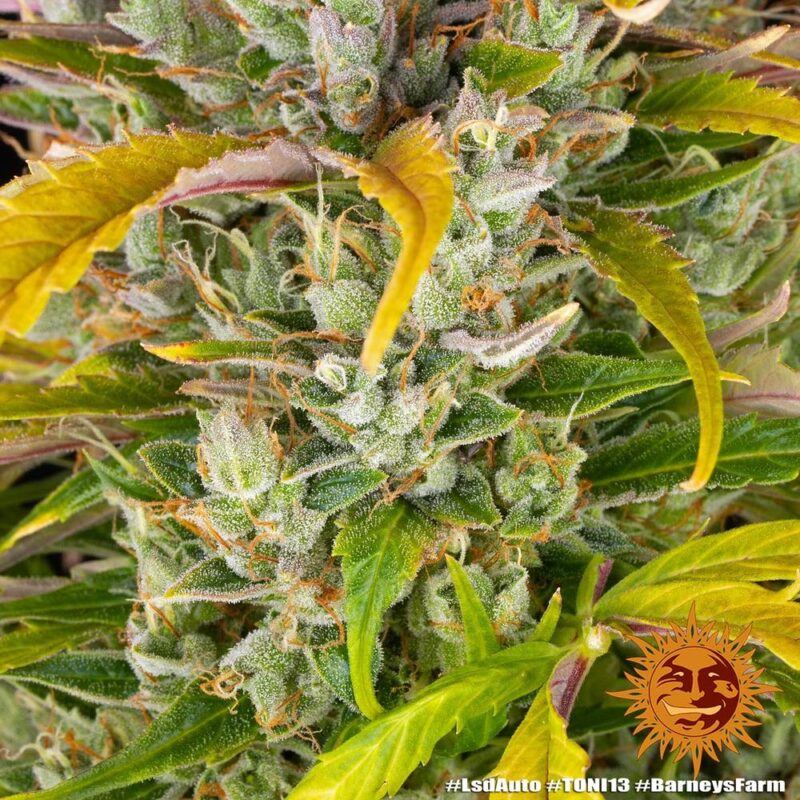 Barneys Farm LSD Auto 9