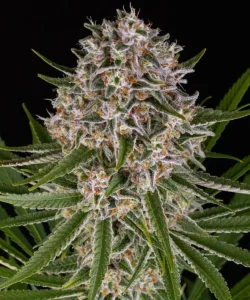 Barneys Farm Lemon Haze Auto