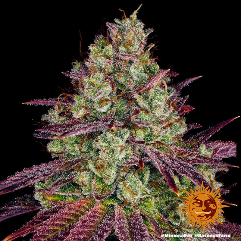 Barneys Farm Mimosa EVO 3