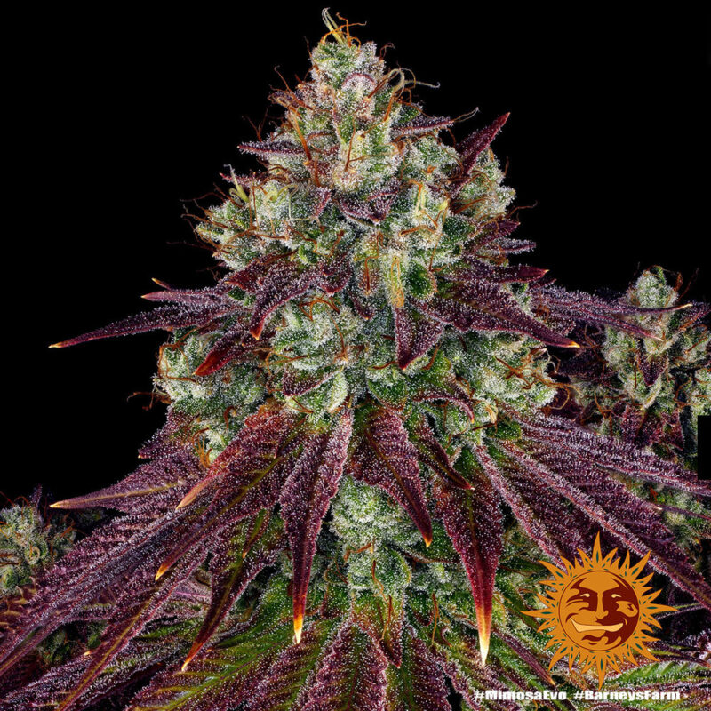 Barneys Farm Mimosa EVO 4