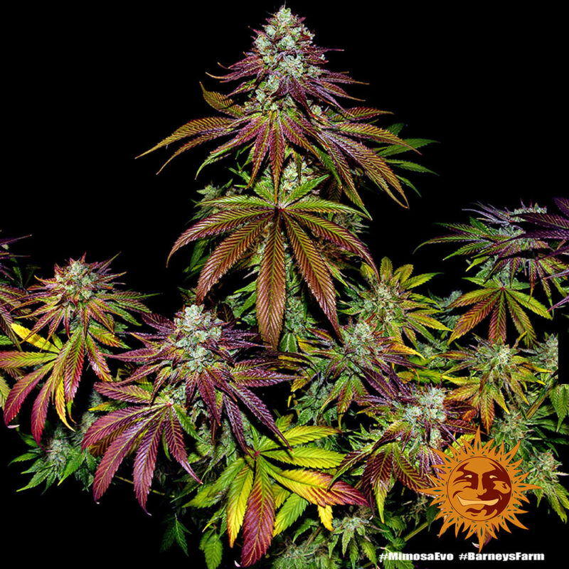 Barneys Farm Mimosa EVO 9