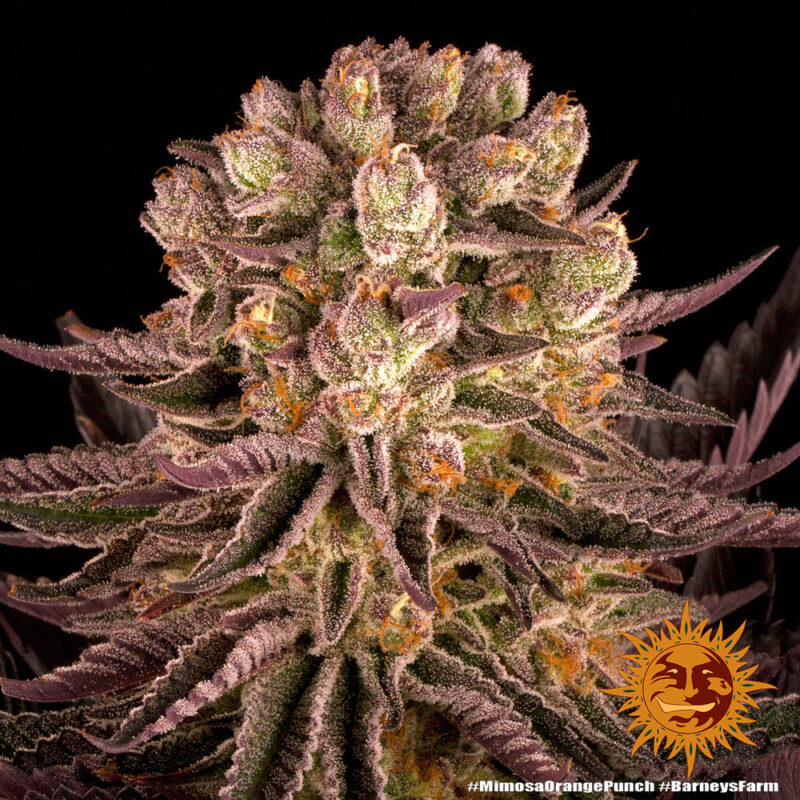 Barneys Farm Mimosa x Orange Punch 2