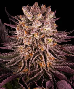 Barneys Farm Mimosa x Orange Punch