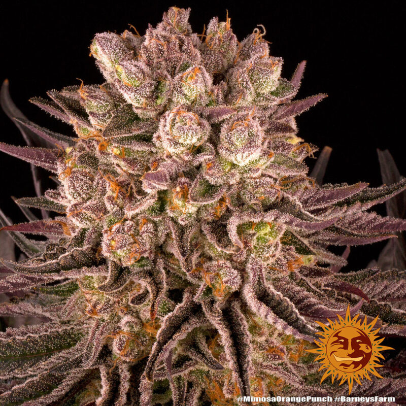 Barneys Farm Mimosa x Orange Punch 3