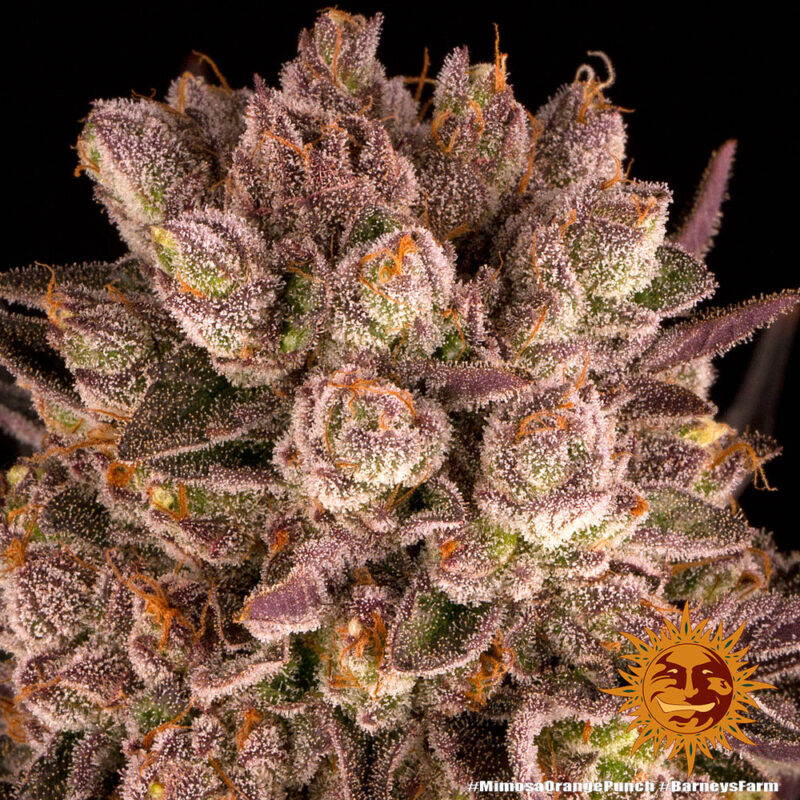 Barneys Farm Mimosa x Orange Punch 4