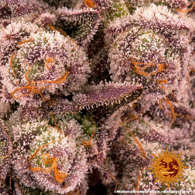 Barneys Farm Mimosa x Orange Punch 5