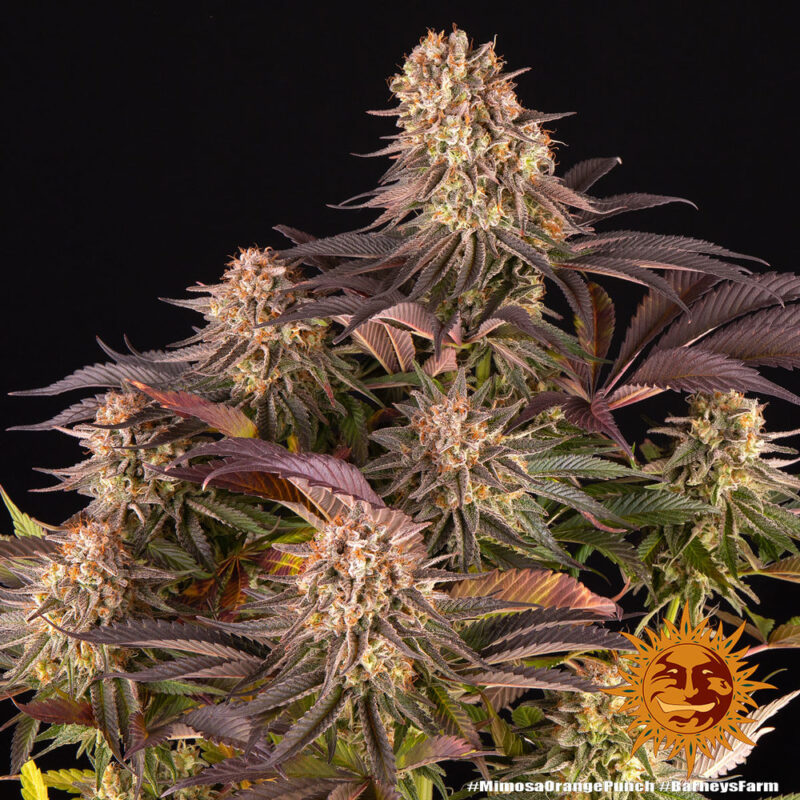 Barneys Farm Mimosa x Orange Punch 6