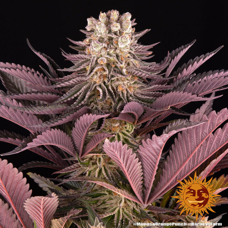 Barneys Farm Mimosa x Orange Punch 7