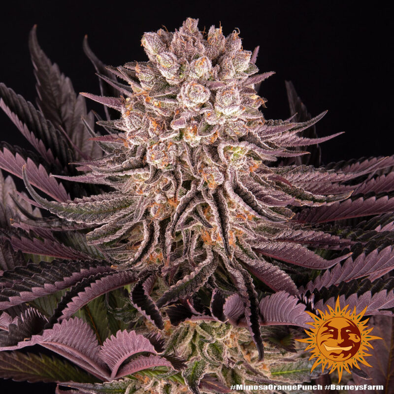 Barneys Farm Mimosa x Orange Punch 8