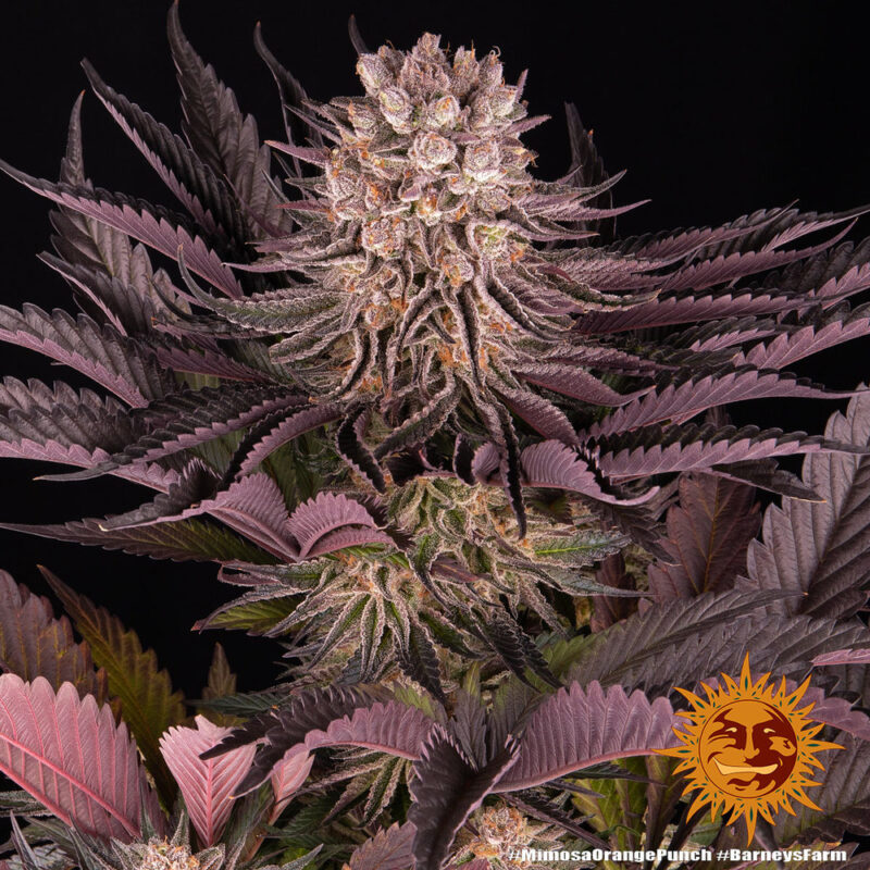 Barneys Farm Mimosa x Orange Punch 9