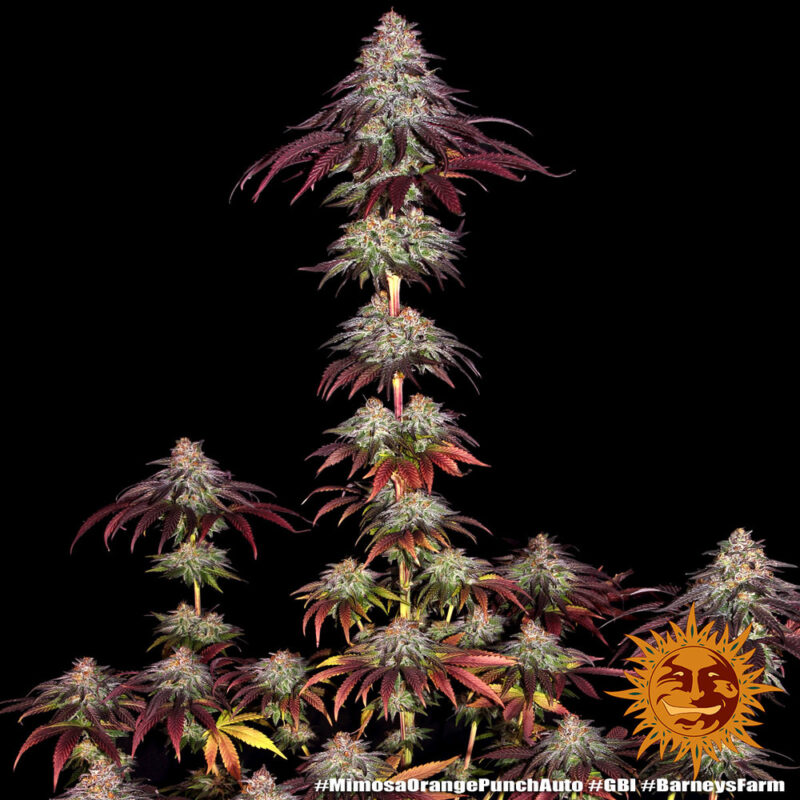Barneys Farm Mimosa x Orange Punch Auto 10