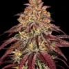 Barneys Farm Mimosa x Orange Punch Auto
