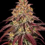 Barneys Farm Mimosa x Orange Punch Auto