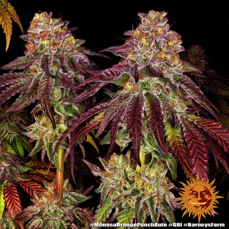 Barneys Farm Mimosa x Orange Punch Auto 2