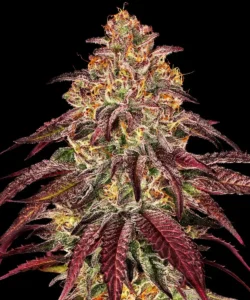 Barneys Farm Mimosa x Orange Punch Auto