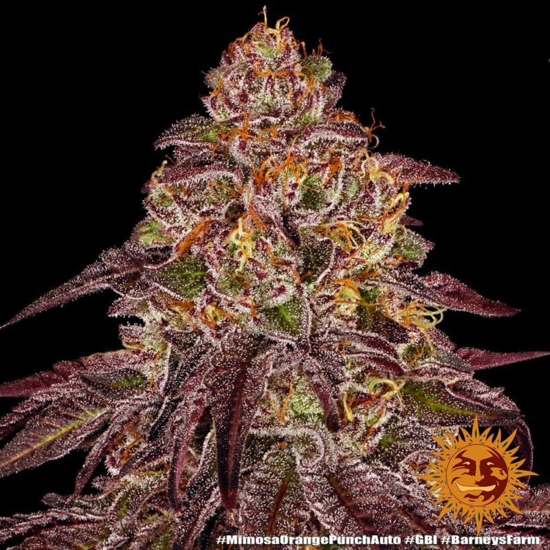 Barneys Farm Mimosa x Orange Punch Auto 3