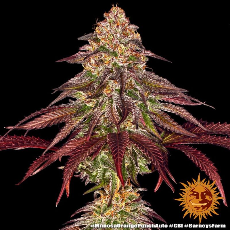 Barneys Farm Mimosa x Orange Punch Auto 4