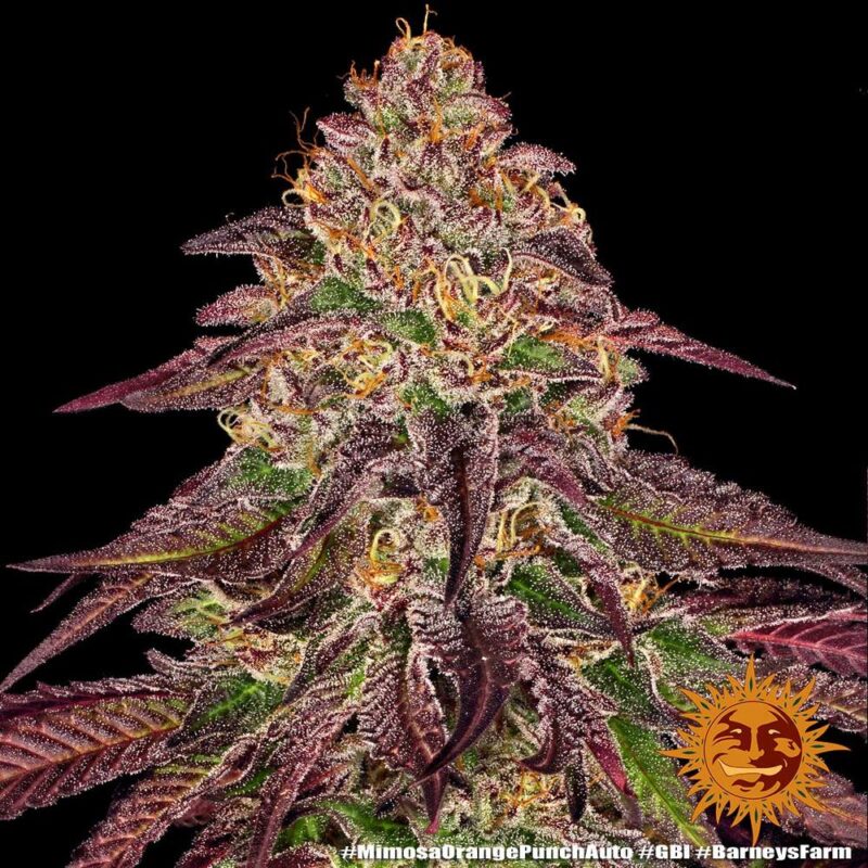 Barneys Farm Mimosa x Orange Punch Auto 5