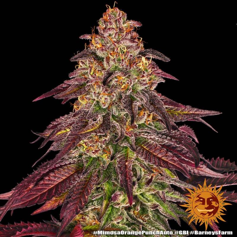 Barneys Farm Mimosa x Orange Punch Auto 6