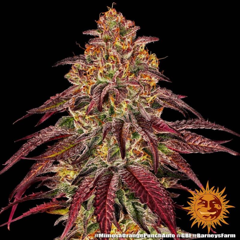 Barneys Farm Mimosa x Orange Punch Auto 7